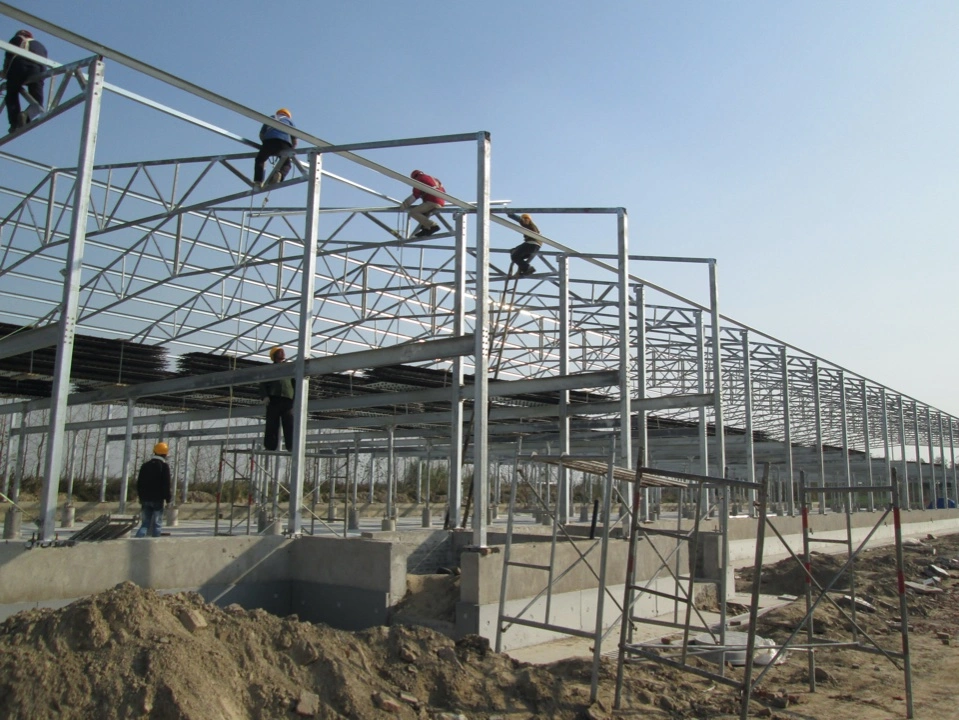 Envirnoment Controlled Steel Structure Poultry House Building