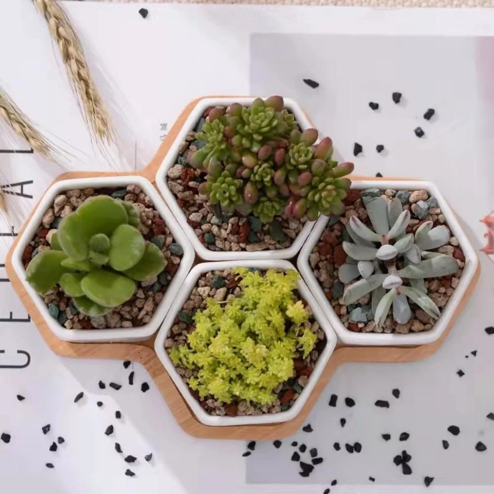 Succulent Ceramic Small Hexagon Pot with Bamboo Tray Mini Assorted Artificial Cactus Plants Wyz21945