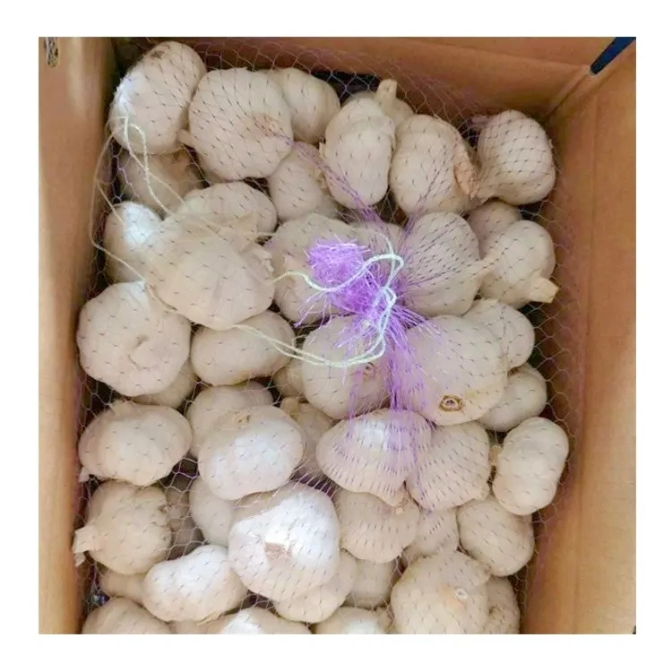 Pure White Garlic From China