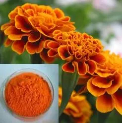 Extrait de fleur de Marigold extrait de lutéine poudre de lutéine