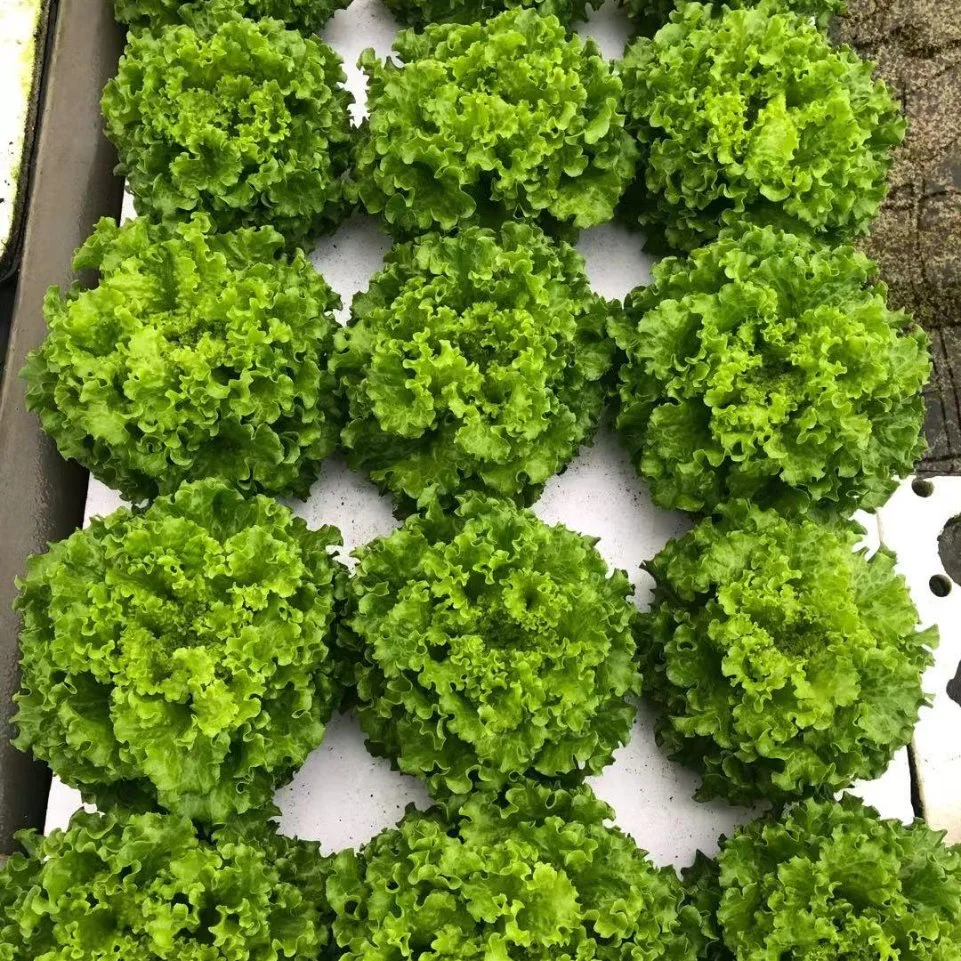 Fht Dft Floating Foam Board Hydroponics Planting System for Leafty Vegetables, Lettuce Growing