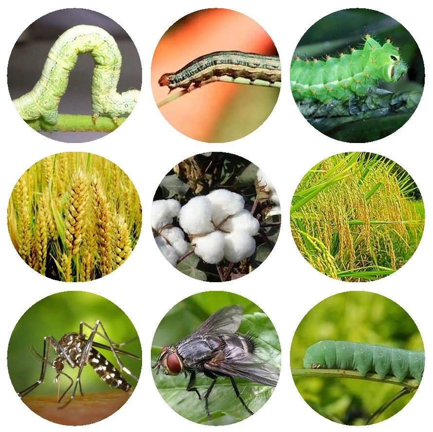 CAS: 2921-88-2 Productos químicos agrícolas insecticida Chlorpirifos 48% EC40% EC