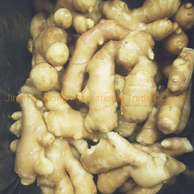 Supply Fresh Dried Semi Dry or Full Dry Ginger From China