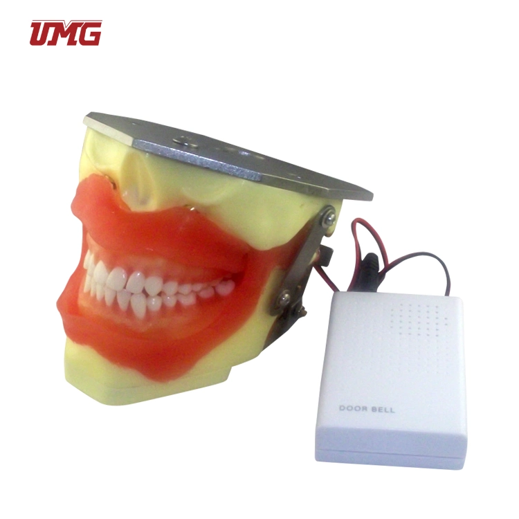 Model for Oral Anesthesia and Tooth Extraction