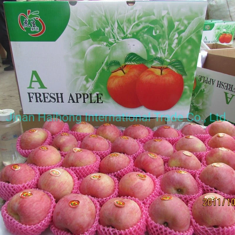 Chinese Fruit Good Quality Wholesale Fresh FUJI Apple