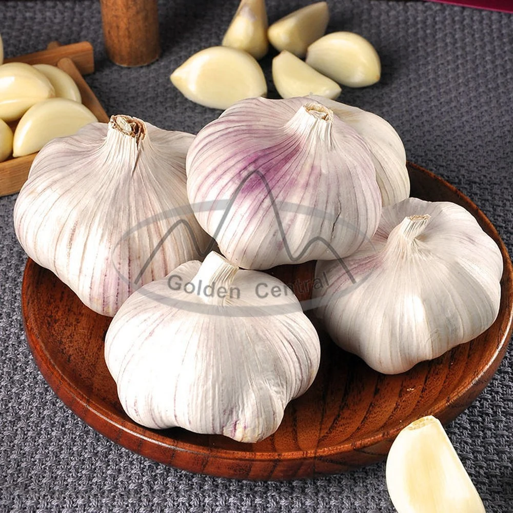 Provide Fresh China Elephant White Garlic for Overseas Market