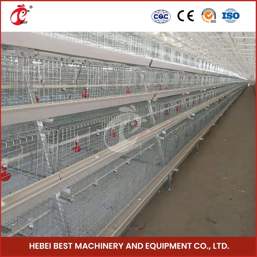 Couche de type ordinaire Bestchickencage Cage Cage de la couche de poule en bois de la Chine usine OEM Custom applicable magasin alimentaire Cage de la couche de poulet de la batterie