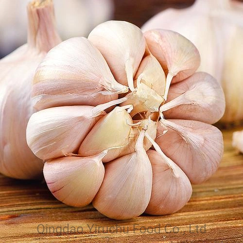 China Fresh Normal White Garlic