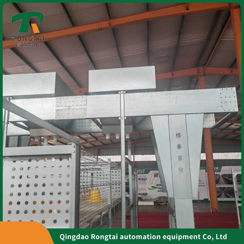 Automatic Chicken Feeding and Drinking System for Chicken Poultry Farming Equipment.