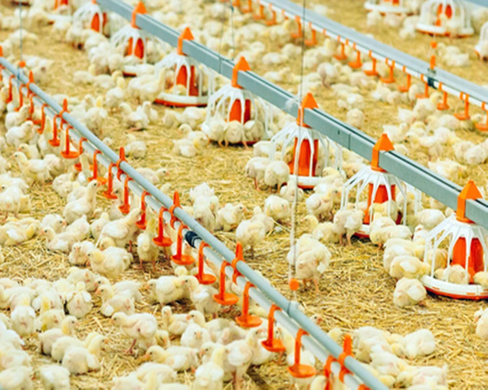 Ground Feeding Chicken House with Automatic Poultry Farm Equipment