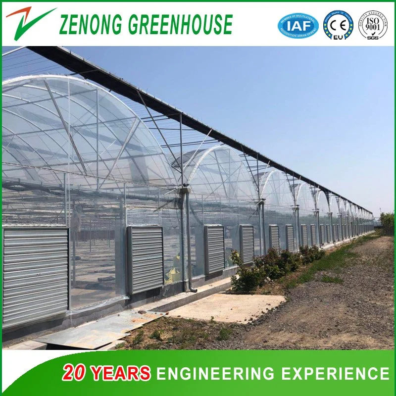 Landwirtschaft Film Gewächshaus Polycarbonat / Glas Wandfolie Dach Green House Double Schicht-luftgefüllte Foliengewächshäuser für den Mittleren Asien-Distrikt/Uz/KZ/Tkm usw.