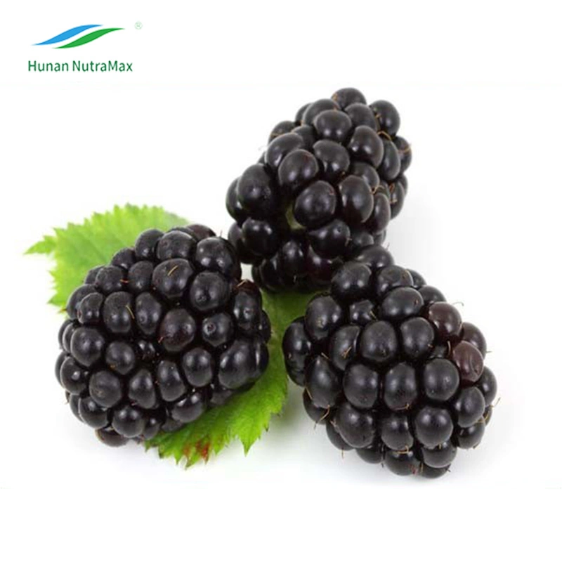 Pure Natural Blackberry Fruit Powder