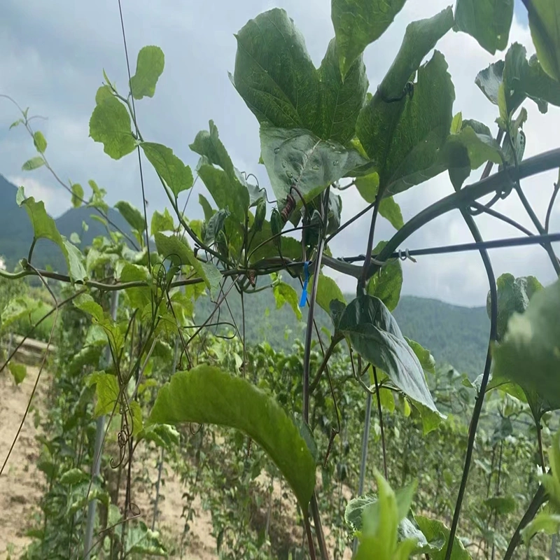 Rusting Resistant Greenhouse Matching Products Holding Curtain Black/Transparent Vineyard Polyester Wire