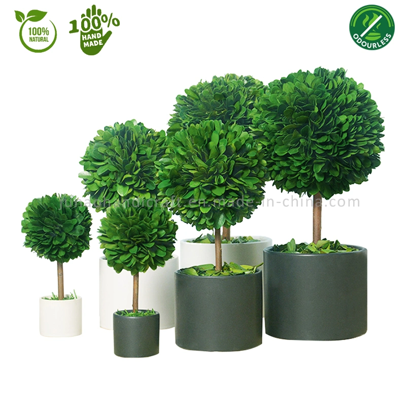 100% Natural Preserved Boxwood Topiary Bonsai White & Black Column Potted Plant