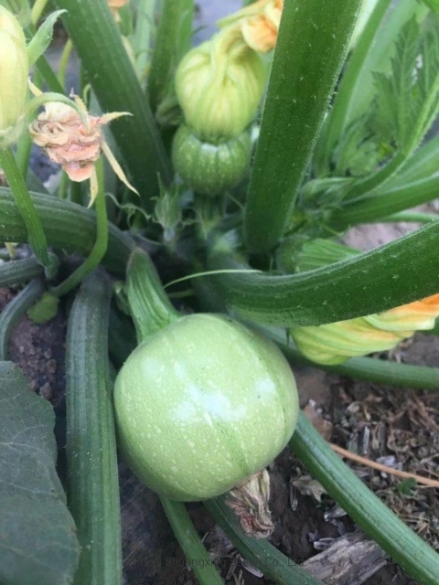 Bom Fruit-Setting F1 Ronda Híbrido Zucchini Sementes Sementes de abóbora