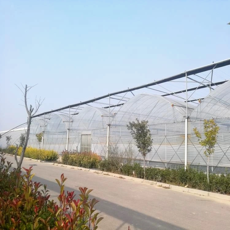 Econimic Muti-Span Plastic PE/Po Film Agriculture Greenhouses Low Cost Poly Tunnel Green Houses for Fruit/Flower/Vegetable/Tomato/Cucumber/Eggplant/Strawberry