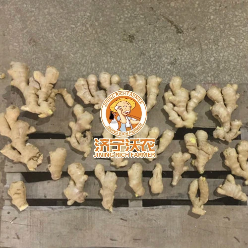 Chinese Fresh Factory Air Dried Ginger in Euro Quality Standard