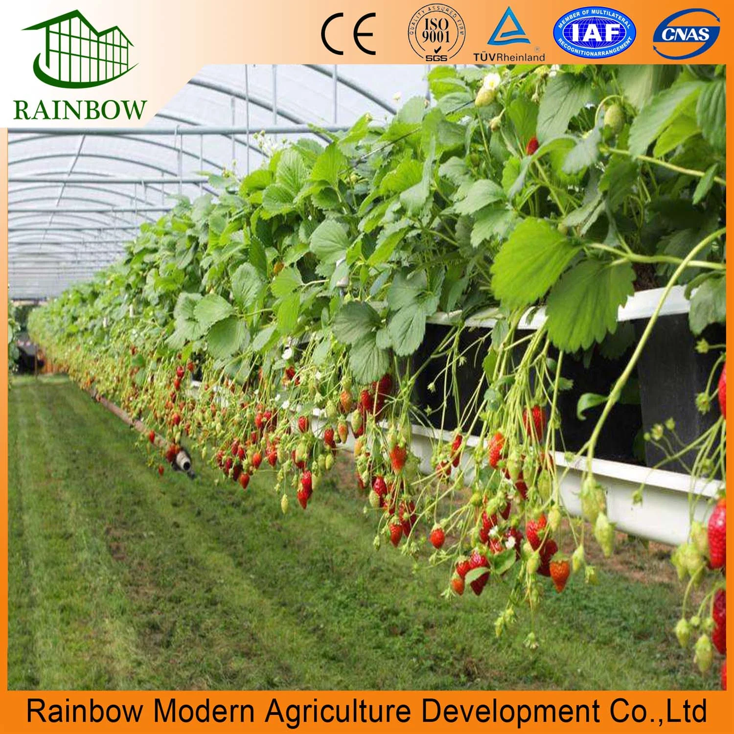Turnkey Agricultural Multi Span Plastic Film Green House Strawberries Tomato Hydroponic Vertical Growing Systems Greenhouse