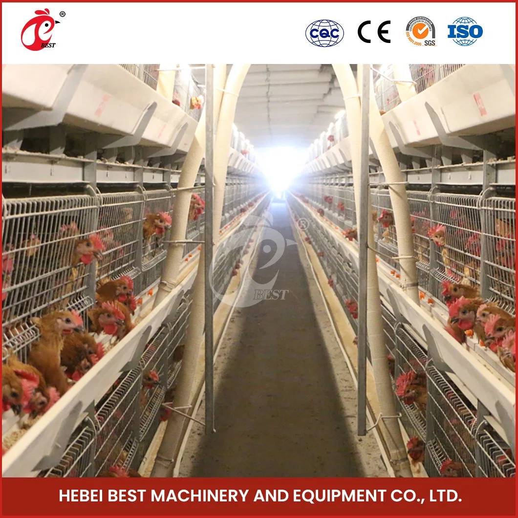 Bestchickencage H Frame Broiler Cages China Chicken Breeder Cage Großhändler 2cm Schnittdicke Automatische Reinigung Broiler Käfigen