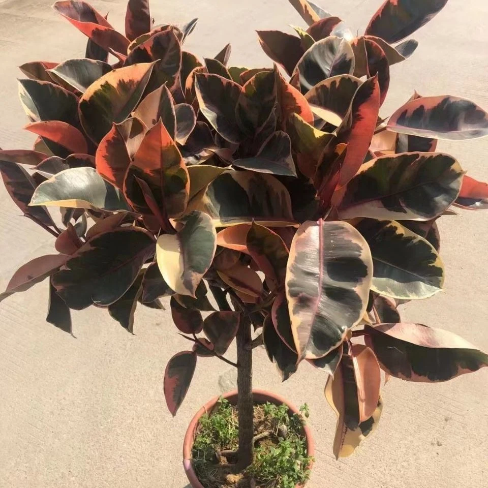 Hot Sale plantas de borracha Ficus Tineke