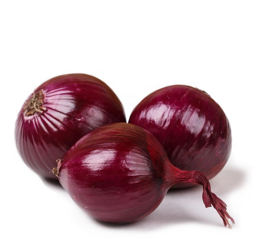 أفضل جودة Red Fresh Onion للتصدير