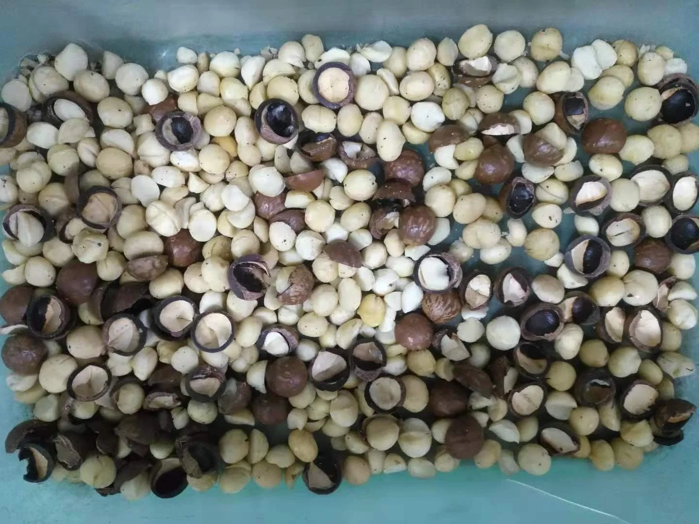 Macadamia Nuts Shell Kernel Color Sorting Machine Color Sorter