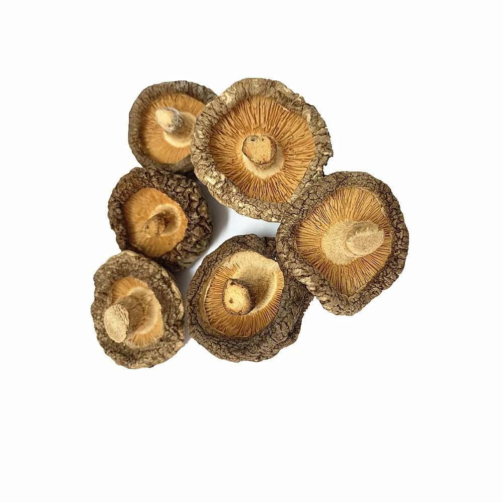 Deshidratado Shiitake setas champiñones rodajas de champiñones Champignon