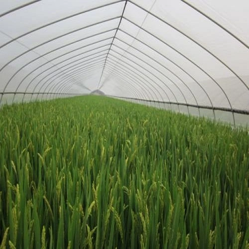 Greenhouse Insect Net Prevention