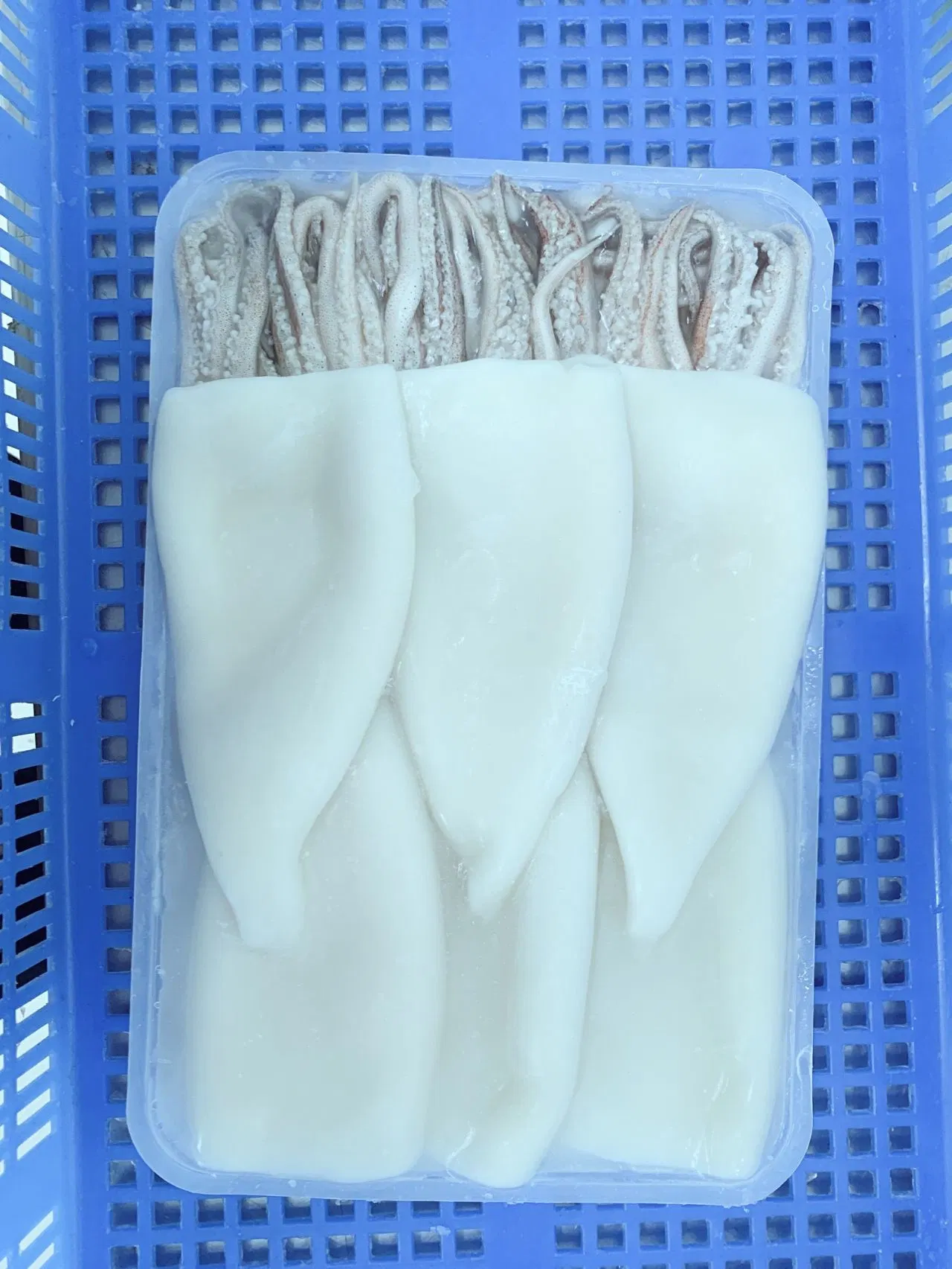 Frozen Squid T+T (Tube, Tentacle) /Calamari T+T/Calamar/Pota/Illex Squid/Gigas Squid/Giant Squid