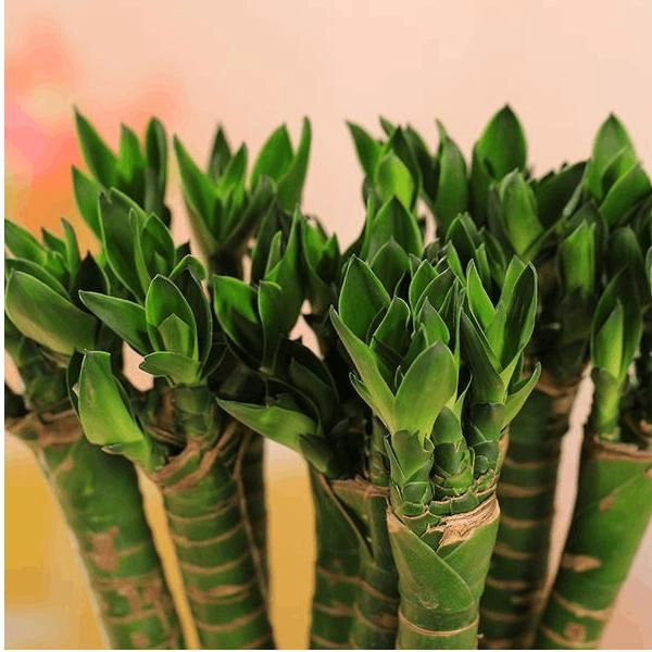 Großhandel Kindergarten Indoor Dekorative Großhandel Natürliche Pflanze Lucky Bamboo Green Innen Topfpflanzen Grünpflanzen Bonsai Hotsale