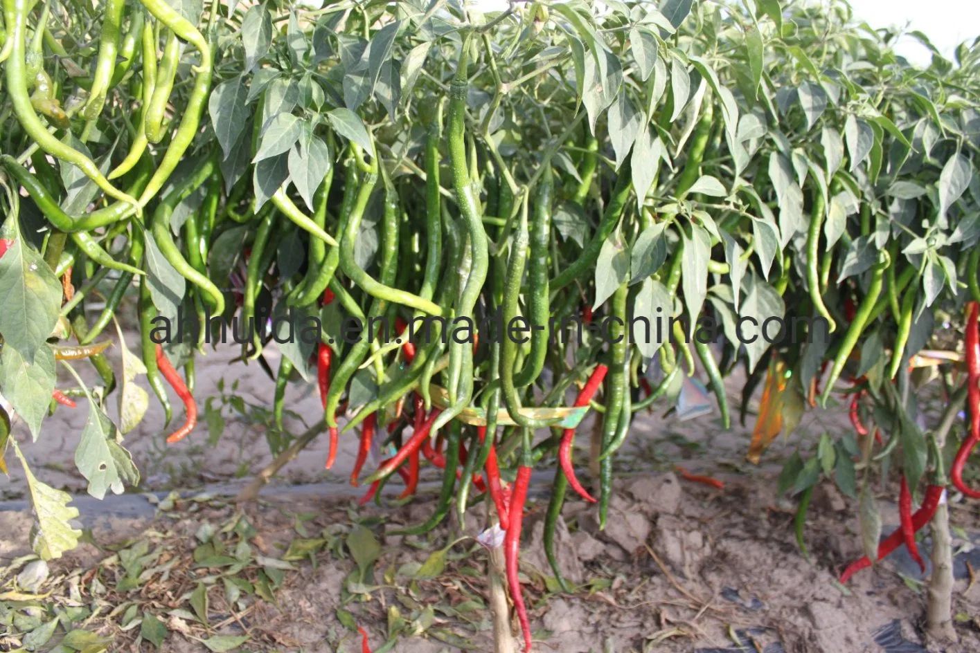 HD Capsicum spp. Verde oscuro, camisa larga Pimiento híbrido semillas para siembra