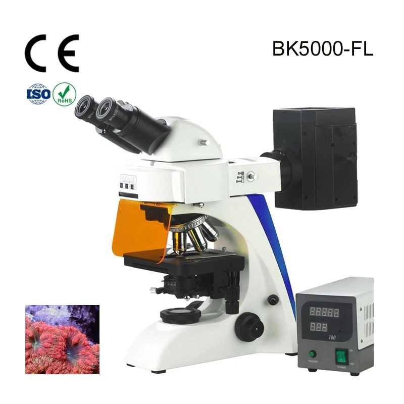 Alltion Microscope Multi-Viewing Educational Teaching Fluorscent Microscope for Low Price