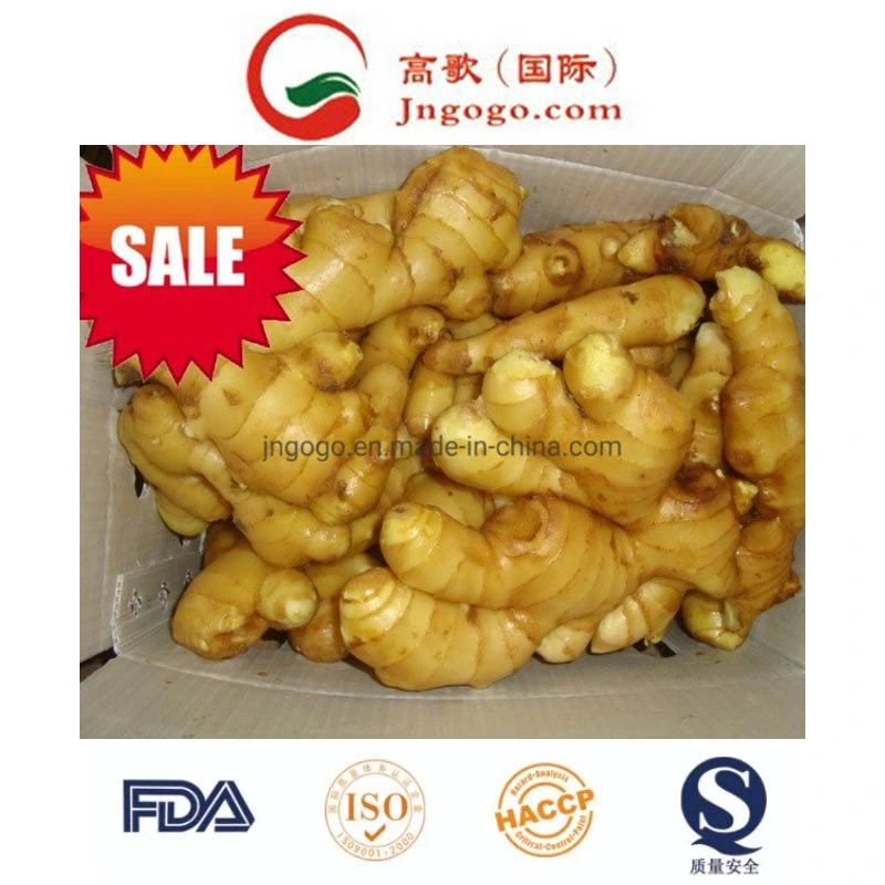 Golden Supplier in China/Fresh Ginger Air-Dried Ginger From China