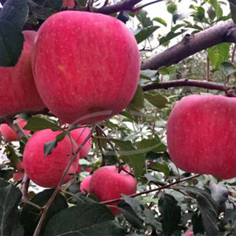 100% Natural Product Food Grade Fresh Red FUJI Apples