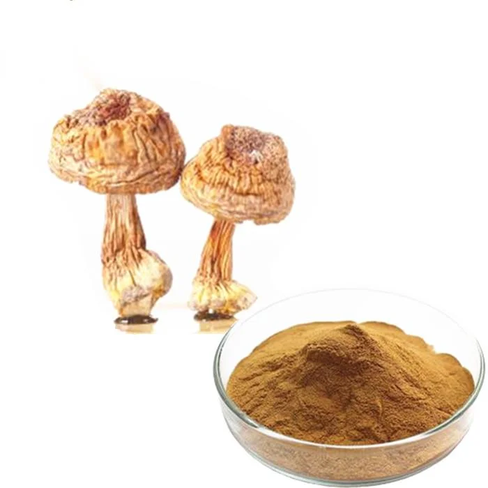 High Quality Herbal Extract Agaricus Blazei Mushroom Extract