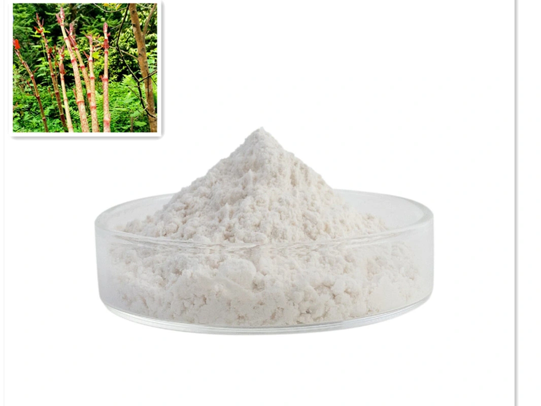 Extrato de resina de fábrica para alimentos e cosméticos Grade Polygonum Cuspidatum