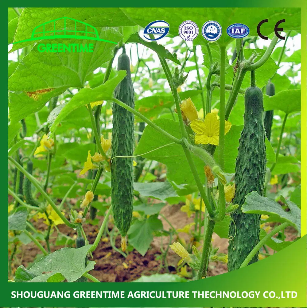 New Crop All Kinds Cucumber Seeds for Selling in China