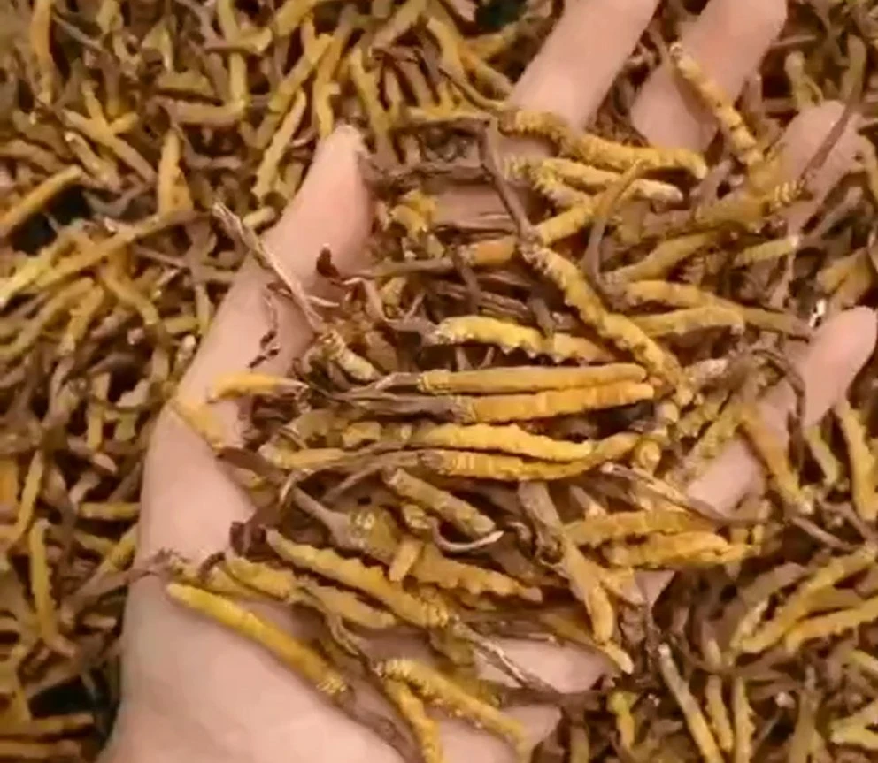 Dongchongxiacao 100% puro de hierbas chinas con el bajo precio mejor Cordyceps