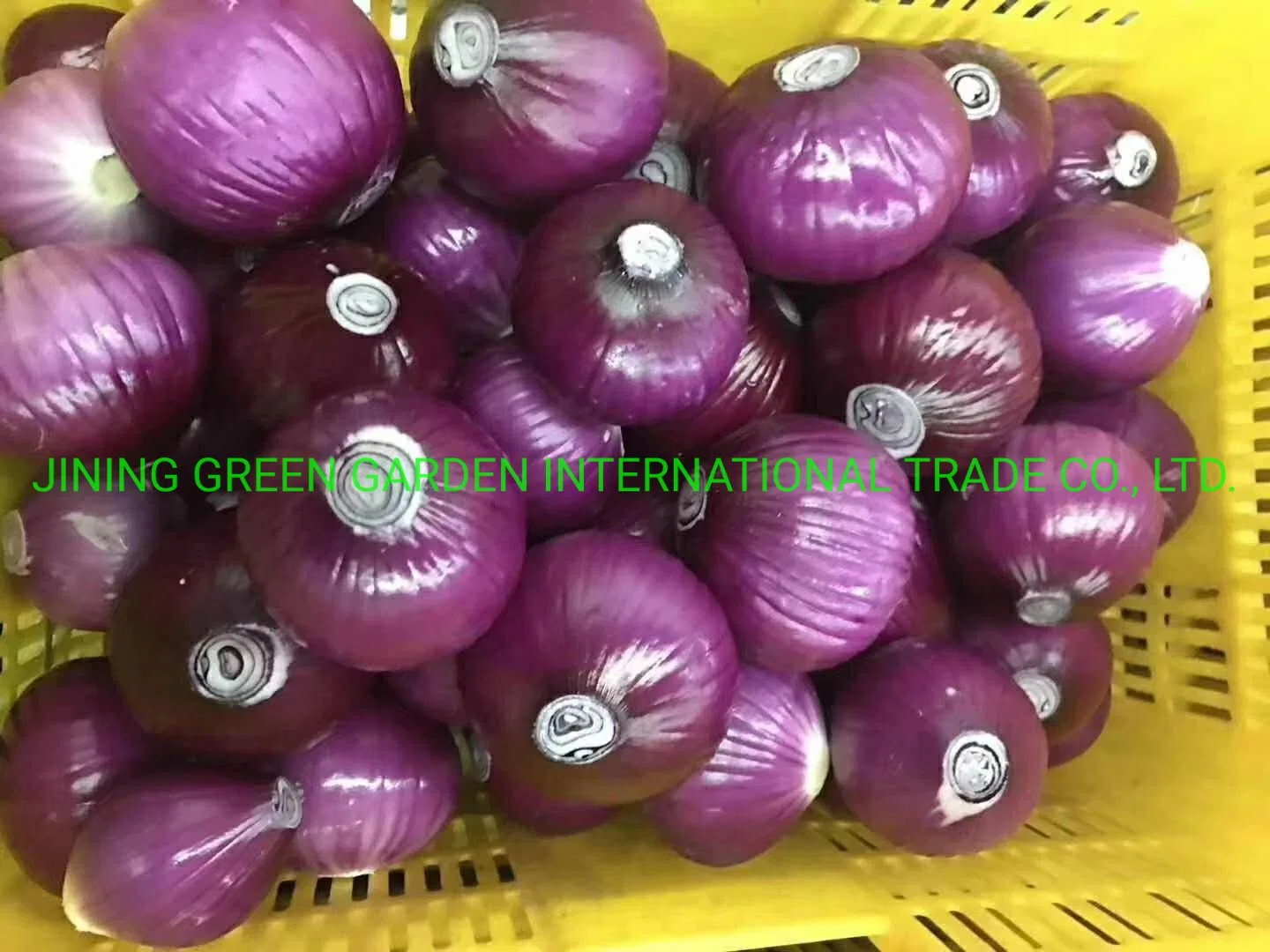 Fresh Red Onion China Origin Top Quality Good Price Free Sample Rich Nutrition