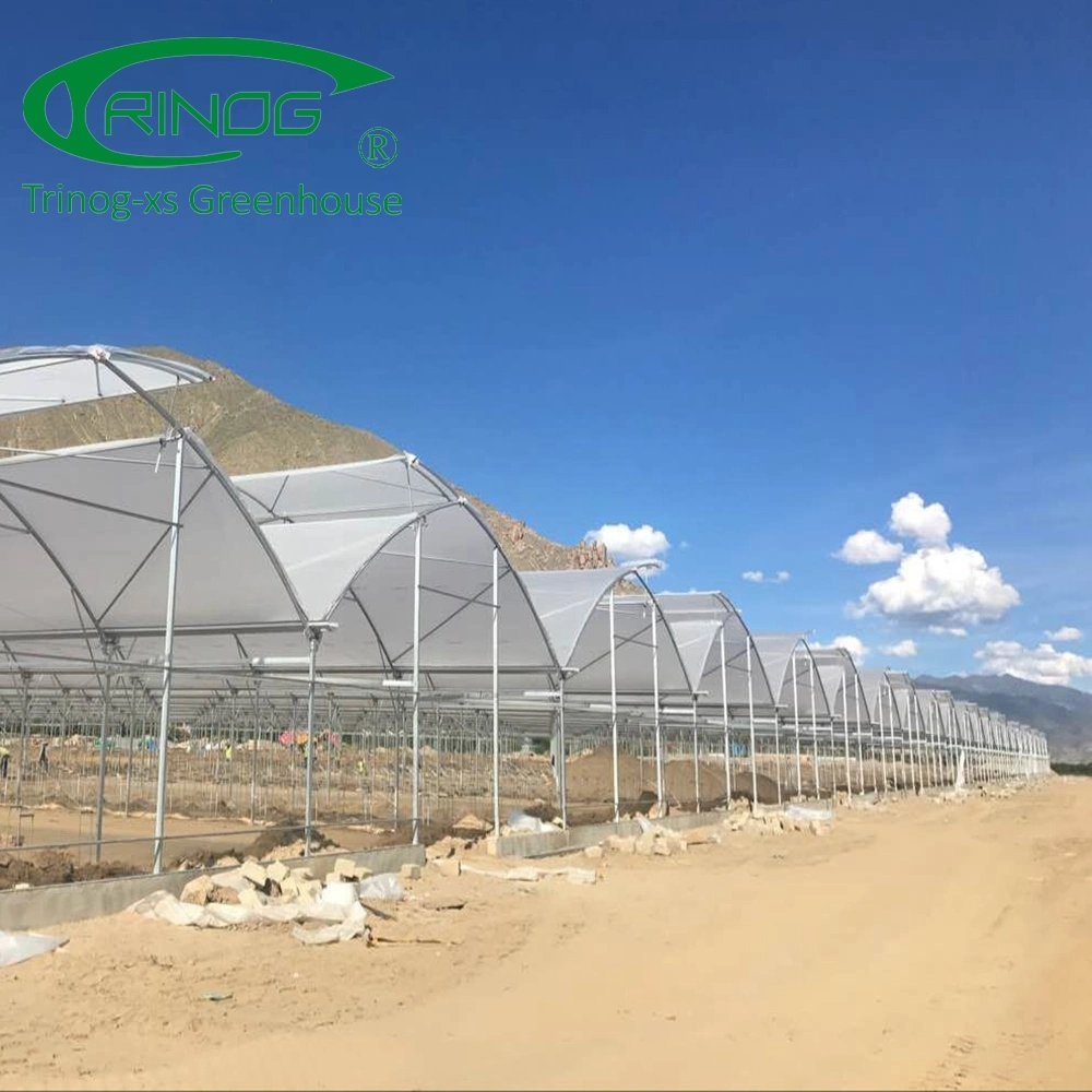 Multi-span Large Agricultural Film Greenhouse with High quality/High cost performance 