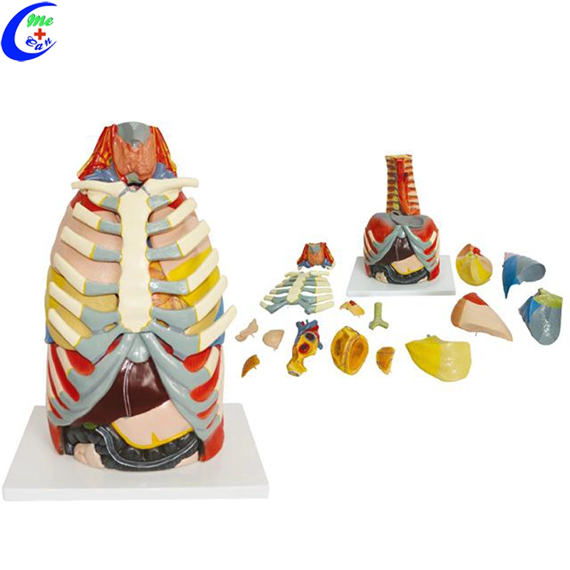 Medical Anatomy Teaching Aids for Students