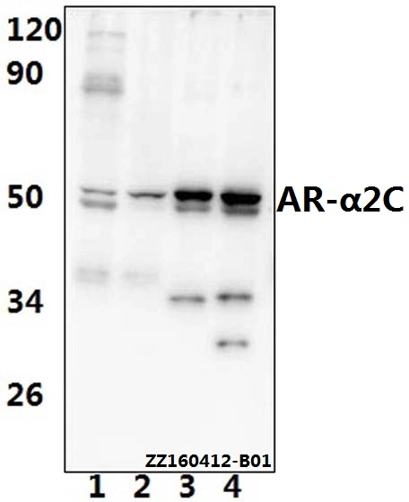 CE, ISO9001 Approved Ar-&alpha; 2c (R369) Polyclonal Antibody