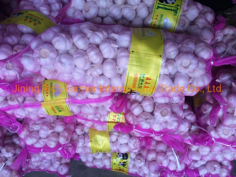 Cheap and Fresh Normal White Garlic for Sale