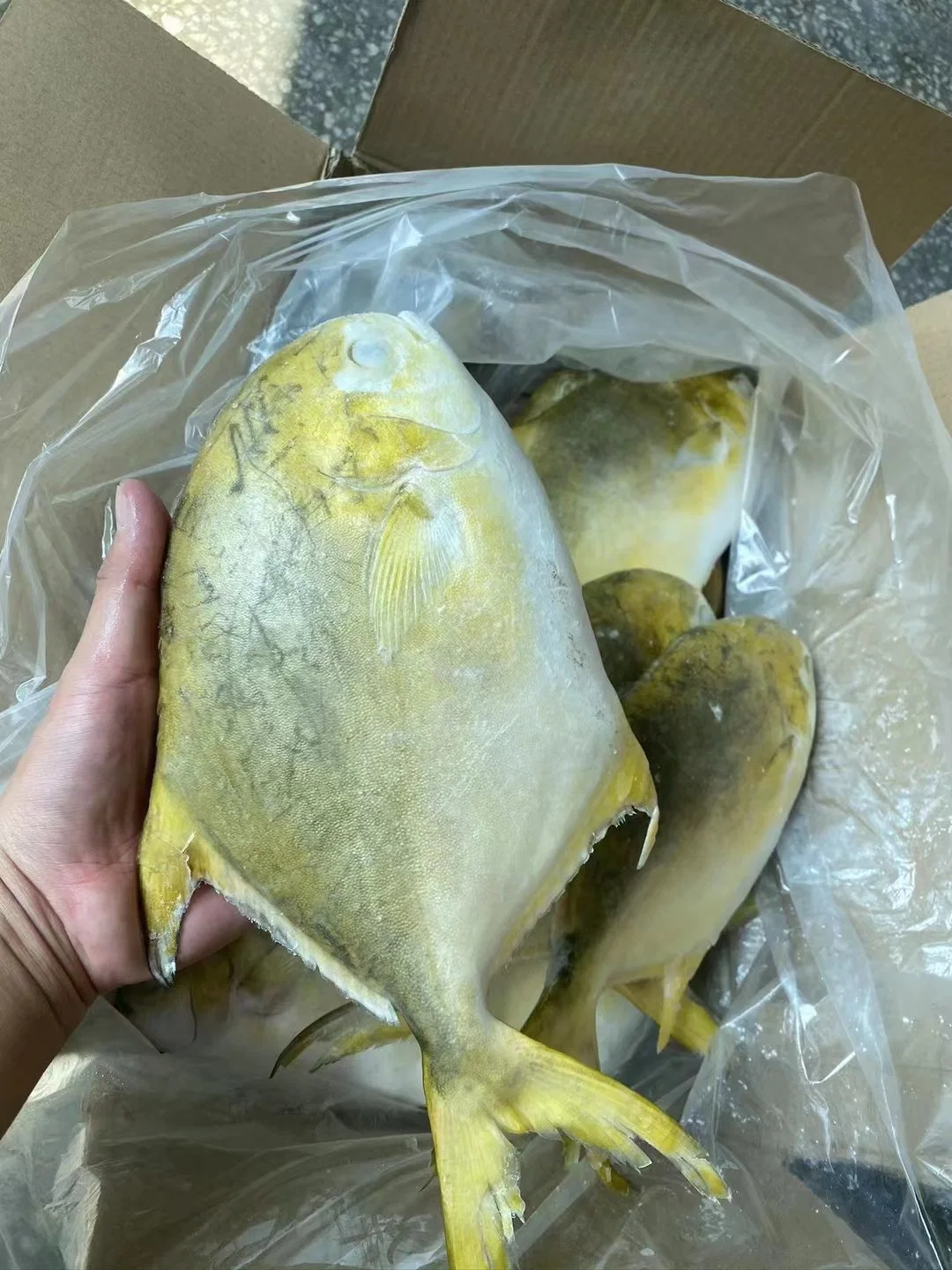 Frozen Fish Golden Pomfret Pompano