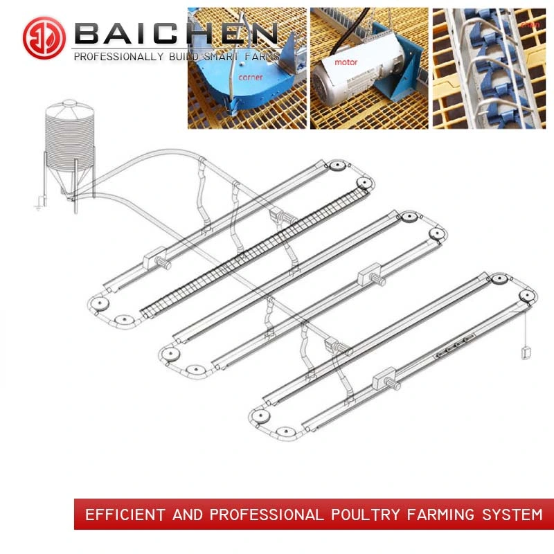 Éleveur de poulets de ferme automatique Système d'alimentation de l'équipement d'élevage de volaille de la machine du convoyeur