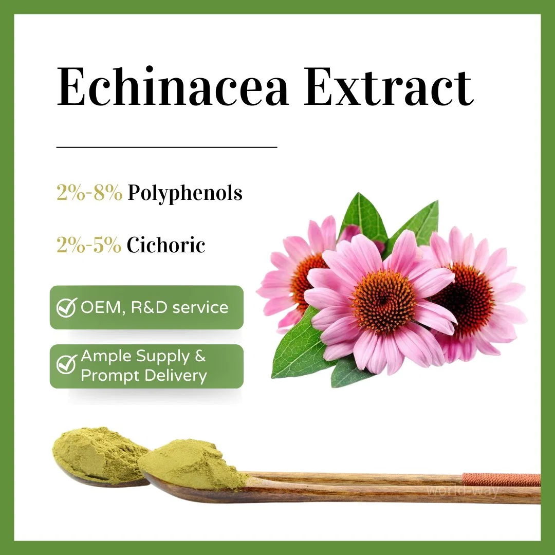 Bio Pflanzenextrakt Echinacea Purpurea Wurzelpulver Anti-Grippe