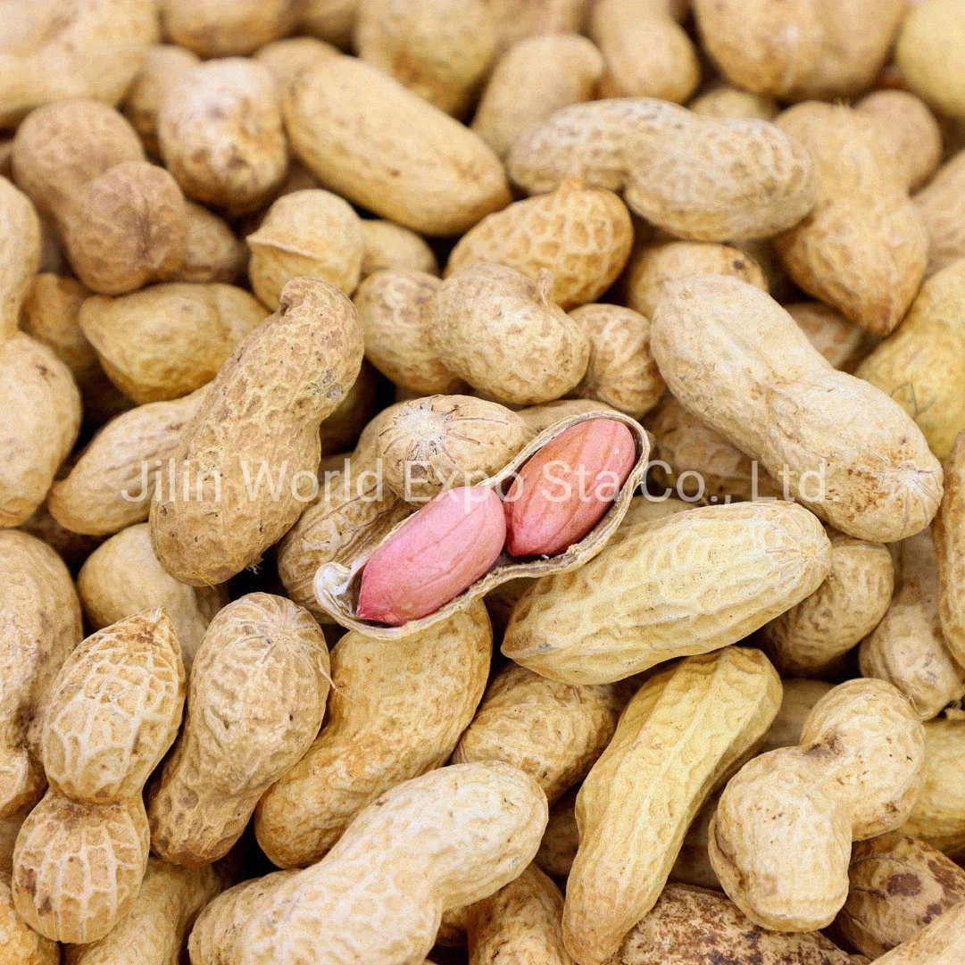 Directly Peanuts in Shell From China New Crop