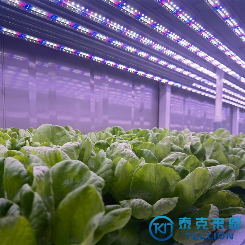 Sistema inteligente de riego de agua y fertilizantes Greenhouses Container Farm for Cultivo de hortalizas de hoja