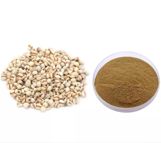 Chinese Manufacturer Wholesale Dried Herbs Coix Seed Extract Powder
