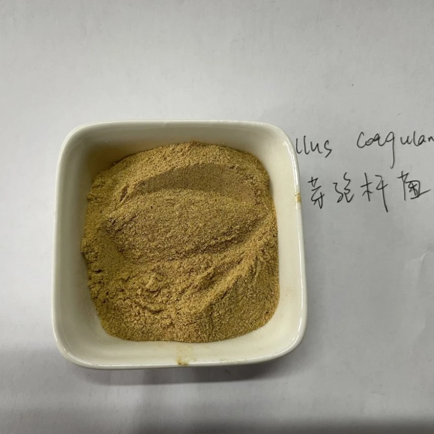 CAS 68038-65-3 ISO Factory Wholesale/Suppliers Best Price Probiotics Bacillus Subtilis Powder